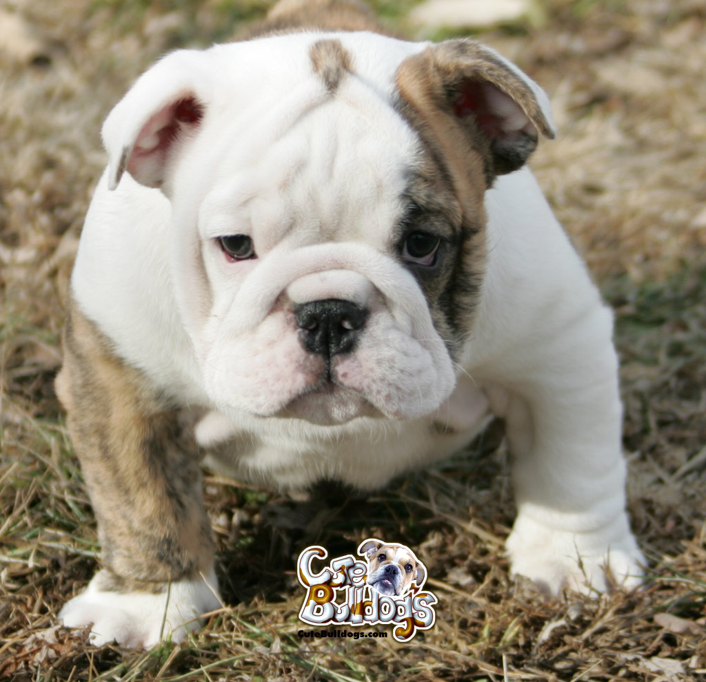 Cute Bulldog Pictures